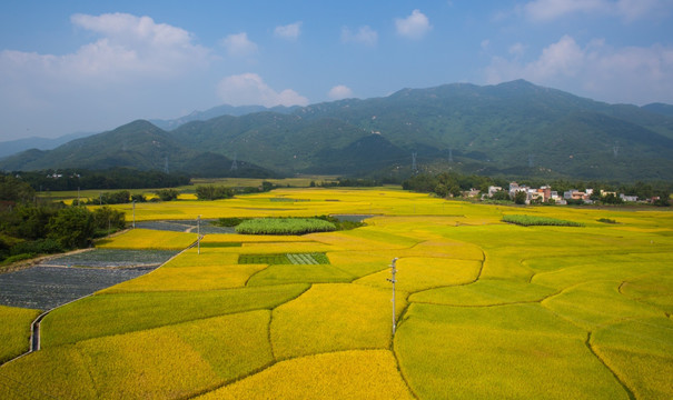 稻谷 秋色 田野 田园风光