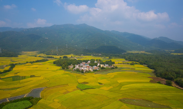 稻谷 秋色 田野 田园风光