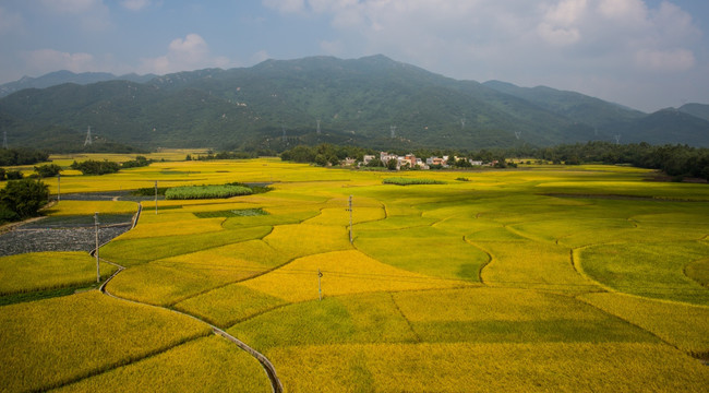 稻谷 秋色 田野 田园风光