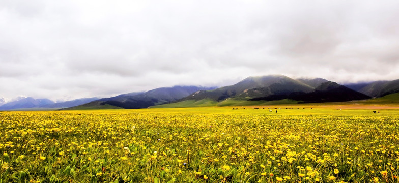 山花