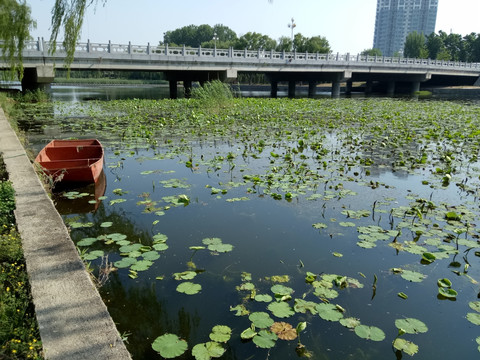 荷塘 荷叶