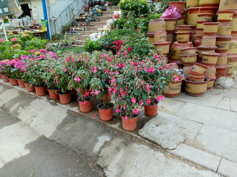 花店 鲜花专卖 花盆 鲜花养殖