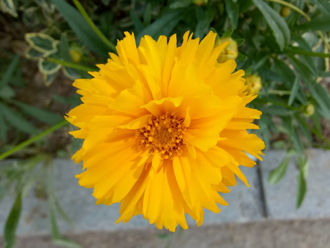 小黄花 春菊 金盏菊 洋甘菊