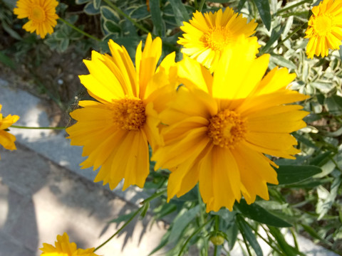 小黄花 春菊 金盏菊 洋甘菊