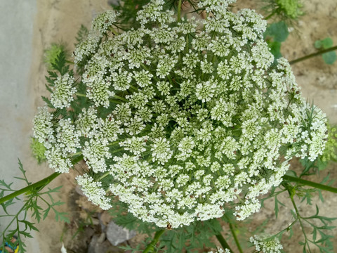 香菜花 花朵