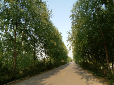 林荫路 乡村小路 城镇公路