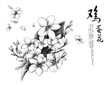 雞蛋花線描插畫