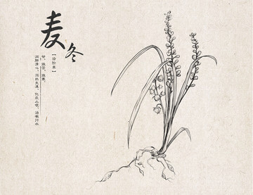 麥冬