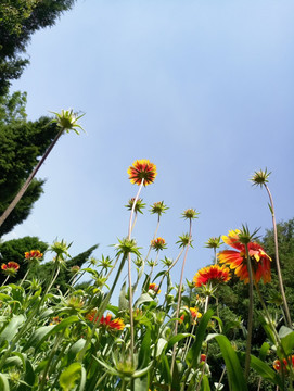 黄粉色小花