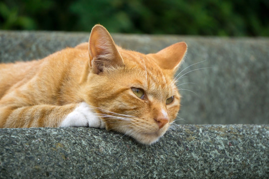 黄猫 野猫