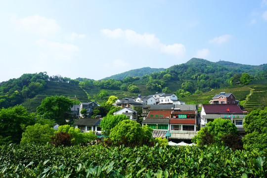 龙井村