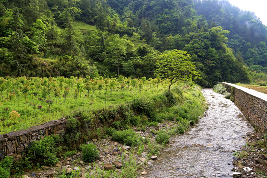 水渠 田园风光