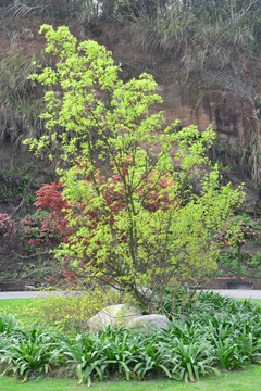 花园小景 小树 草坪