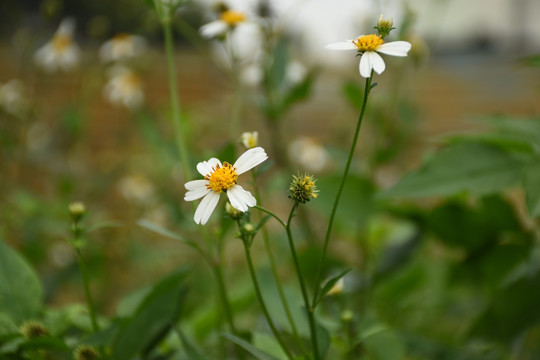 小野菊