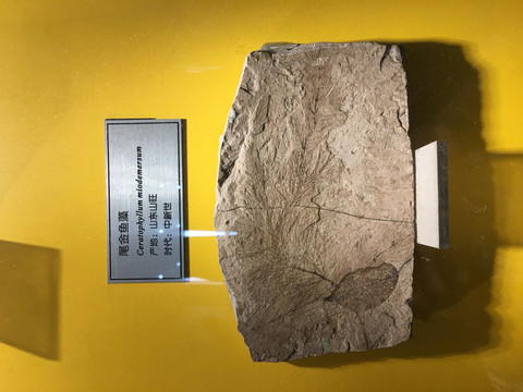 尾金鱼藻化石