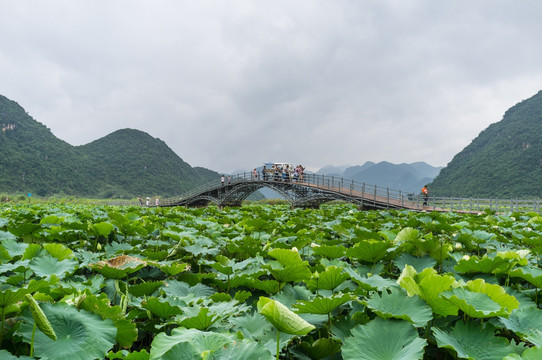 普者黑夏日风光