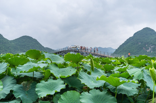 普者黑夏日风光