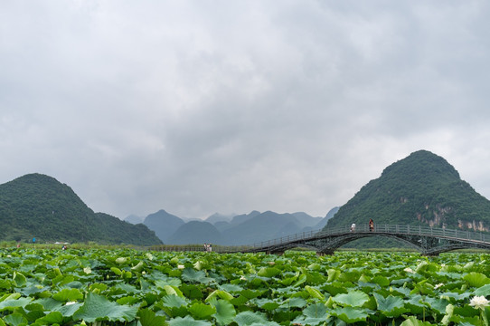 普者黑夏日风光