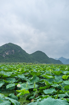 普者黑夏日风光