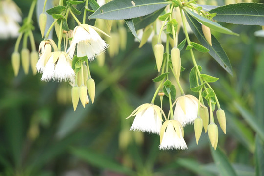 水石榕 花