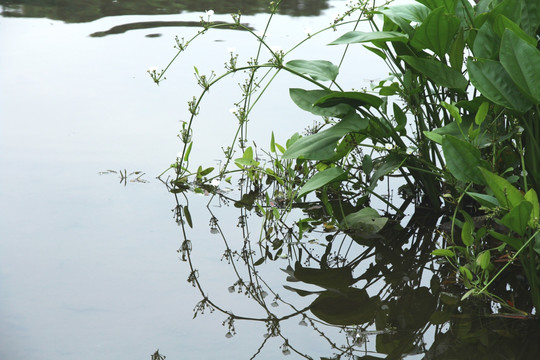 叶子与水面