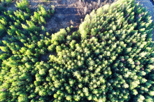 松林早春风景 航拍