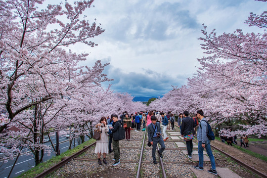 京都蹴上倾斜铁道樱花风光