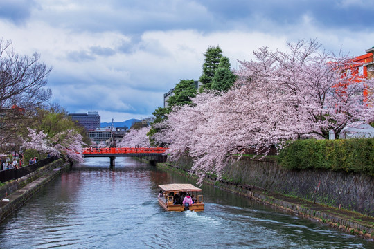 日本京都樱花树下的游船
