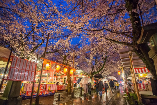 日本京都樱花树下的平野神社庙会