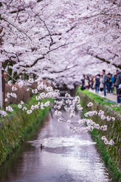 日本京都哲学之道樱花满开景色