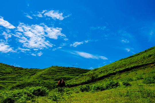 牧马 青山