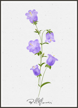 水彩風(fēng)鈴草 花卉無框畫