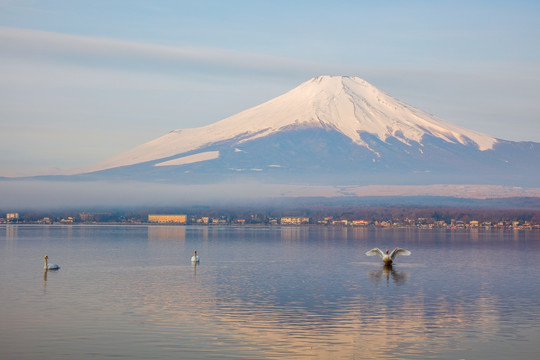 富士山下的天鹅