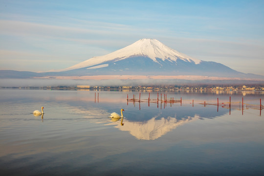 富士山下的天鹅