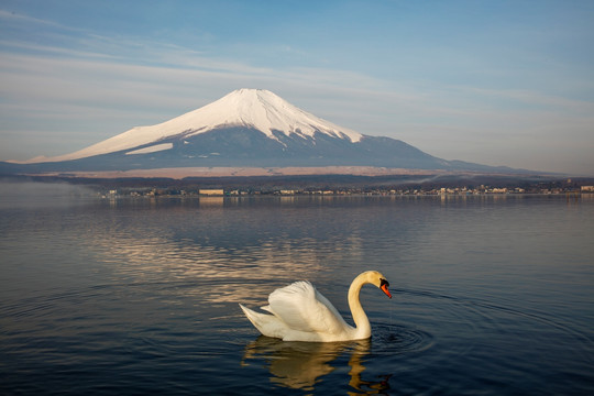 富士山下的天鹅