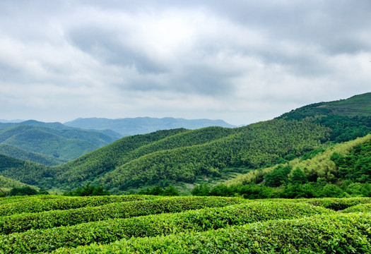 茶山茶园茶场