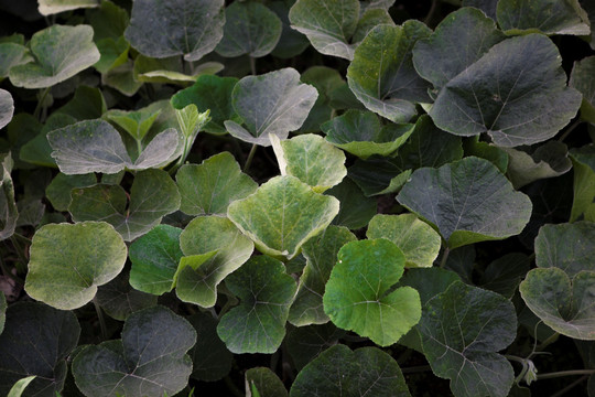 绿色植物 青菜 农田 南瓜叶