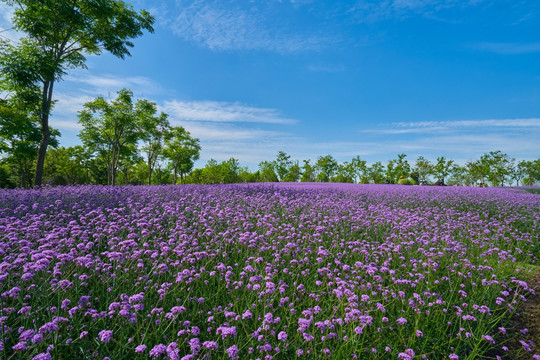 花海 高清大画幅