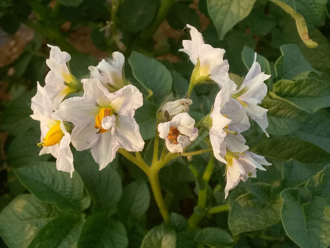 土豆花 土豆地 马铃薯花