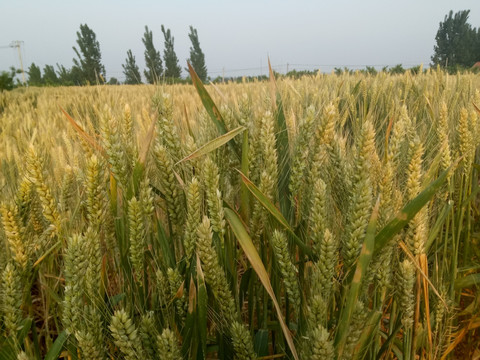 麦田 麦地 麦穗 成熟的小麦