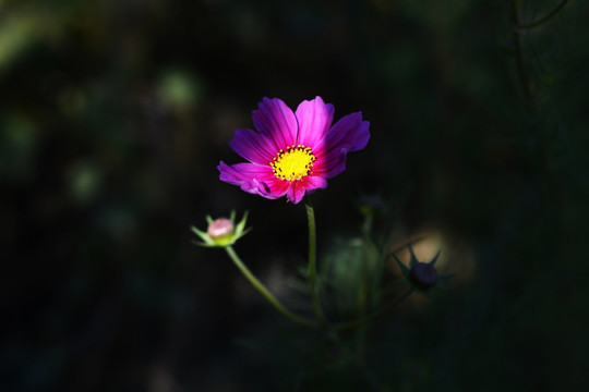 花朵