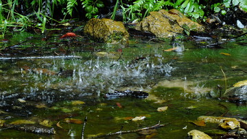 水花