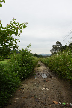 乡间野路