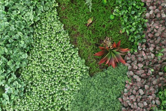 绿色植物墙