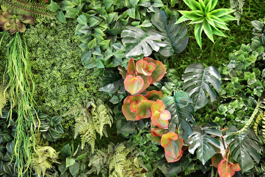 植物墙 花卉