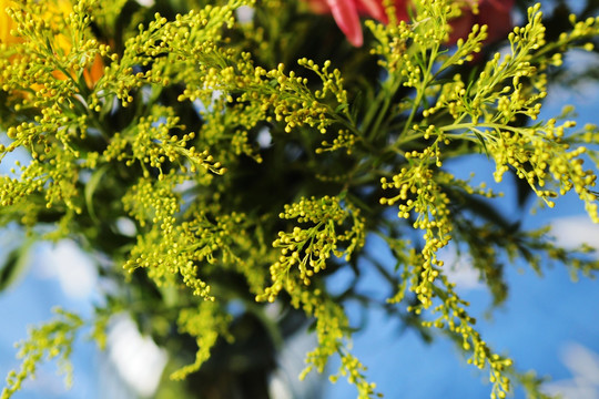 花枝 花 鲜花 小花蕾