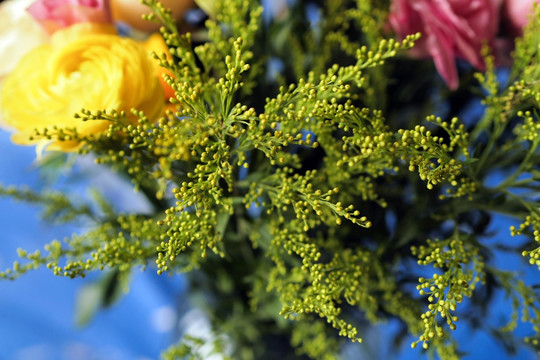 黄莺 花卉 花枝