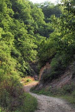 大山深处 山区植被 山路弯弯