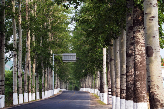 杨树 公路 自然风景