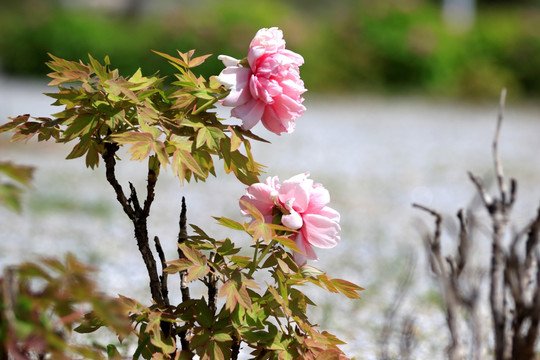 牡丹花